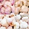 Organic Garlic Bulbs Mix – 500g Multi-Variety Selection for Planting & Culinary Use - Image 1