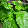 Organic Green Stem Malabar Spinach Seeds - Alugbati Mong Toi Poi Sang Ceylon - Image 1
