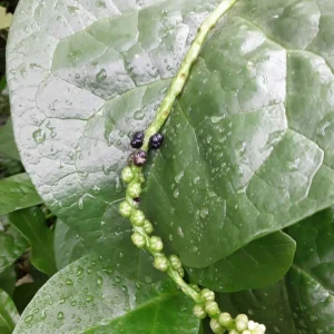 Organic Green Stem Malabar Spinach Seeds - Edible Vine, Zones 9-10 - Image 2