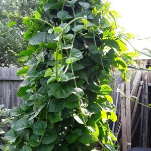 Organic Green Stem Malabar Spinach Seeds - Edible Vine, Zones 9-10 - Image 3