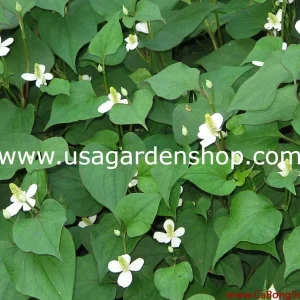 Organic Houttuynia Cordata Live Plant - Dokudami Fish Mint - 10-Pack - Image 2
