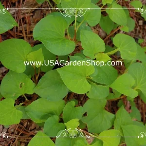 Organic Houttuynia Cordata Live Plant - Dokudami Fish Mint - 10-Pack - Image 6