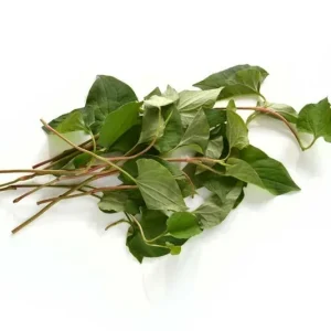 Organic Houttuynia Cordata Live Plant - Dokudami Fish Mint - 10-Pack - Image 8