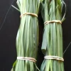 Organic Lemongrass Leaves Fresh Cut - 1 lb Edible Herb for Tea & Cooking - Image 1