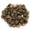 Organic Moringa Oleifera Drumstick Seeds Non-GMO - Easy to Grow - Image 1