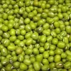 Organic Mung Bean Seeds - Non-GMO Sprouting & Garden Vegetable Seeds - Image 1