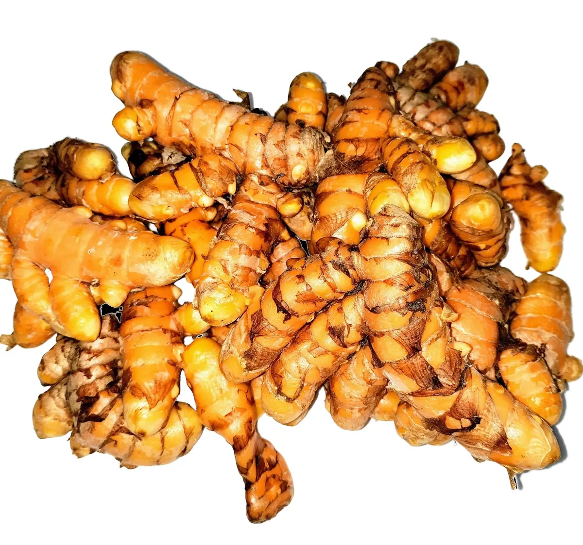 Organic Orange Turmeric Rhizomes - Curcuma Longa Roots for Planting & Culinary Use - Image 4