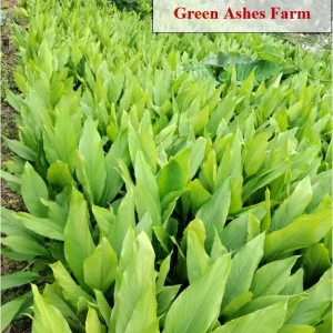 Organic Orange Turmeric Rhizomes - Curcuma Longa Roots for Planting & Culinary Use - Image 6