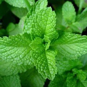 Organic Peppermint Seeds - Herb Gardening - Heirloom, Non-GMO, Open Pollinated - Image 1