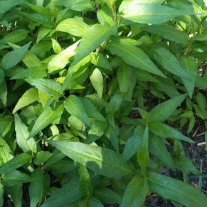 Organic Persicaria odorata Live Plant - Vietnamese Coriander (Rau Răm) Herb - Image 2