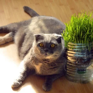 Organic Pet Grass Seeds - Wheatgrass, Barley, Oat & Rye Blend for Cats, Dogs, Rabbits - Image 2