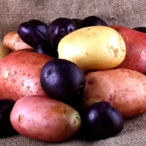 Organic Potato Seed Tubers Mix - Purple, Red, Yukon, Russet - 2 Pounds for Planting - Image 10