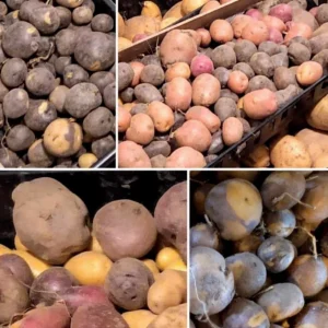 Organic Potato Seed Tubers Mix - Purple, Red, Yukon, Russet - 2 Pounds for Planting - Image 6