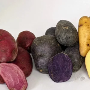 Organic Potato Seed Tubers Mix - Purple, Red, Yukon, Russet - 2 Pounds for Planting - Image 9