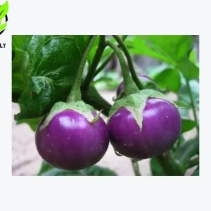Organic Purple Eggplant Seeds - Solanum Melongena for Home Garden - Image 3
