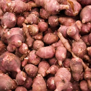 Organic Red Jerusalem Artichoke Tubers - Fuseau Variety - Winter Hardy - Image 1