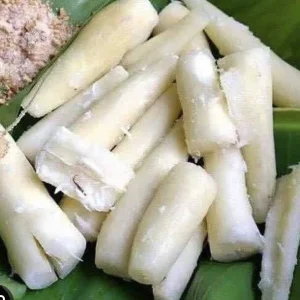 Organic Red Sweet Cassava Yuca Cuttings - 5 Pack Manihot Esculenta 7 inch - Image 2