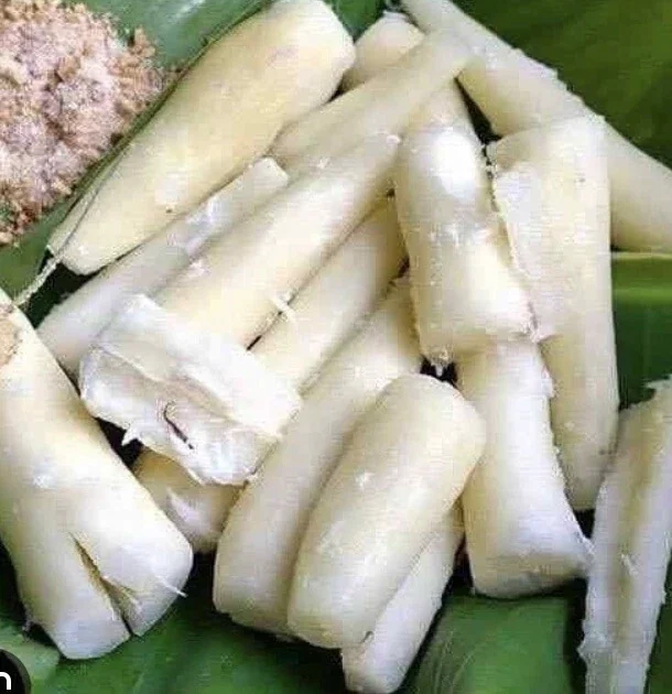 Organic Red Sweet Cassava Yuca Cuttings - 5 Pack Manihot Esculenta 7 inch - Image 2