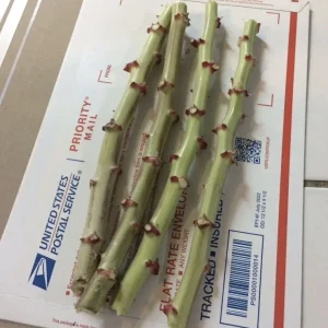 Organic Red Sweet Cassava Yuca Cuttings - 5 Pack Manihot Esculenta 7 inch - Image 1