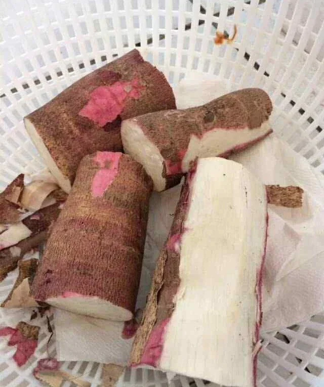 Organic Red Sweet Cassava Yuca Cuttings - 5 Pack Manihot Esculenta 7 inch - Image 4