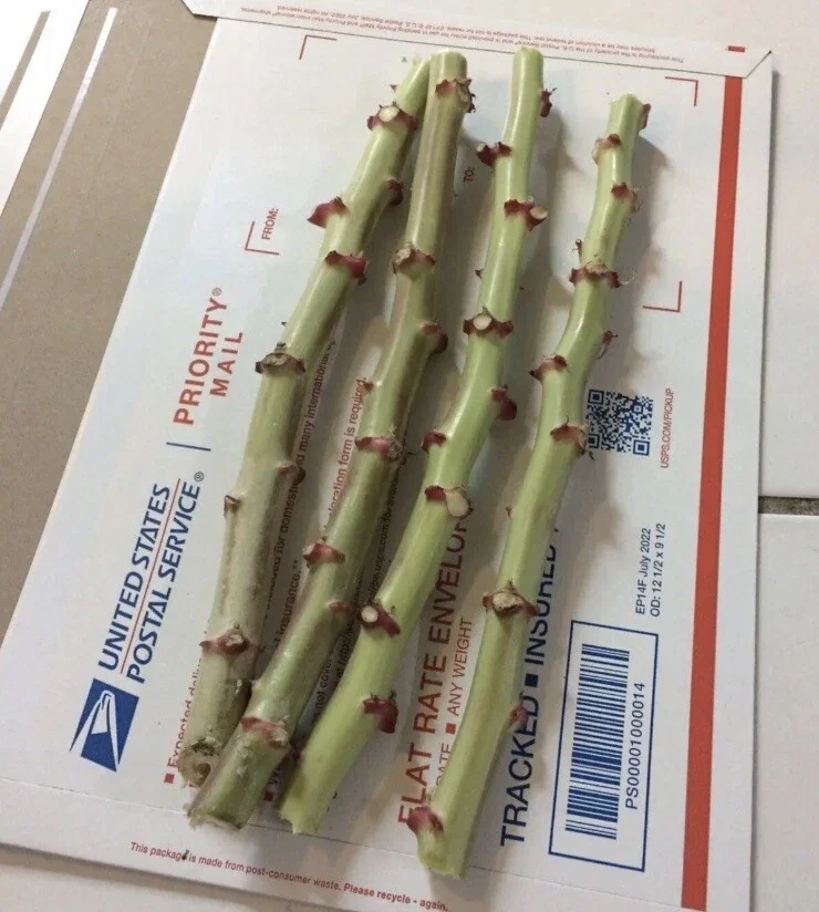 Organic Red Sweet Cassava Yuca Cuttings - 5 Pack Manihot Esculenta 7 inch - Image 1