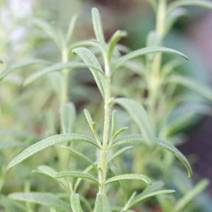 Organic Rosemary Live Plant - Well-Rooted Plug - Fragrant Herb for Culinary & Garden - Image 10