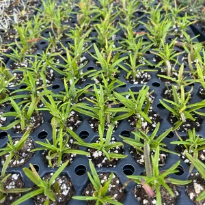 Organic Rosemary Live Plant - Well-Rooted Plug - Fragrant Herb for Culinary & Garden - Image 4