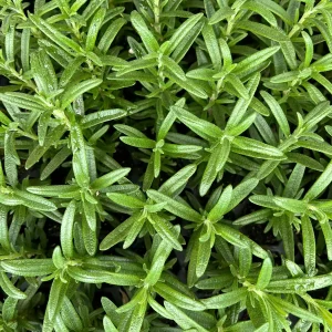 Organic Rosemary Live Plant - Well-Rooted Plug - Fragrant Herb for Culinary & Garden - Image 5