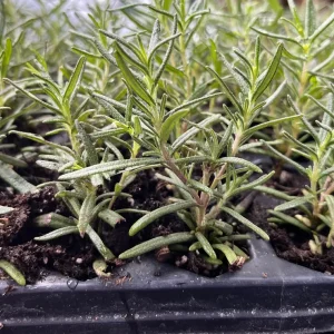 Organic Rosemary Live Plant - Well-Rooted Plug - Fragrant Herb for Culinary & Garden - Image 7