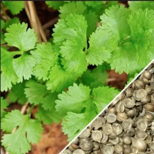 Organic Slow Bolt Cilantro Seeds - Non-GMO Herb Garden Seeds, 1 lb (Approx. 32,000 Seeds) - Image 3
