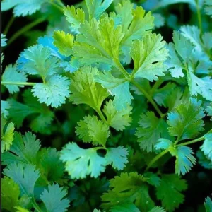 Organic Slow Bolt Cilantro Seeds - Non-GMO Herb Garden Seeds, 1 lb (Approx. 32,000 Seeds) - Image 1