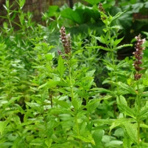 Organic Spearmint Seeds (Mentha Spicata) - 500+ Count Herb Seeds for Tea & Garden - Image 2
