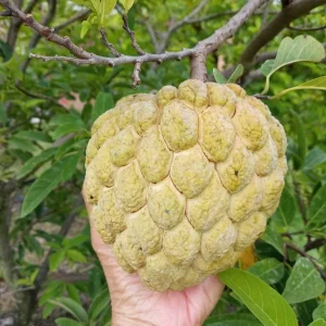 Organic Sugar Apple Na Dai (Annona squamosa) Live Plant Seedling – 7-12 inch Tall - Image 2