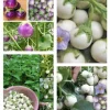 Organic Thai Eggplant Seeds - Mixed White, Purple, Green - 100+ Seeds - Annual Vegetable - Image 1