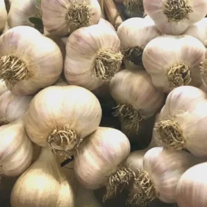 Organic Transylvanian Vampire Softneck Garlic Bulbs for Planting - 2 XL Bulbs - Image 10