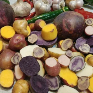 Organic True Potato Seeds - 50 Count Purple, Red, Yellow Color Mix - Vegetable Seeds - Image 2