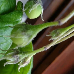 Organic True Potato Seeds 50 Count - Purple, Red, Yellow Color Mix for Planting - Image 4