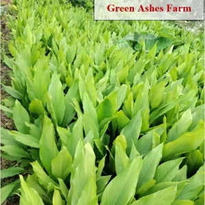 Organic Turmeric Rhizomes - Curcuma longa Roots for Planting & Culinary Use, 1-50 lbs - Image 8