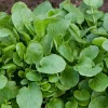 Organic Upland Cress Seeds - Early Cress, Greasy Greens - 1000+ Seeds - Edible Herb - Image 1