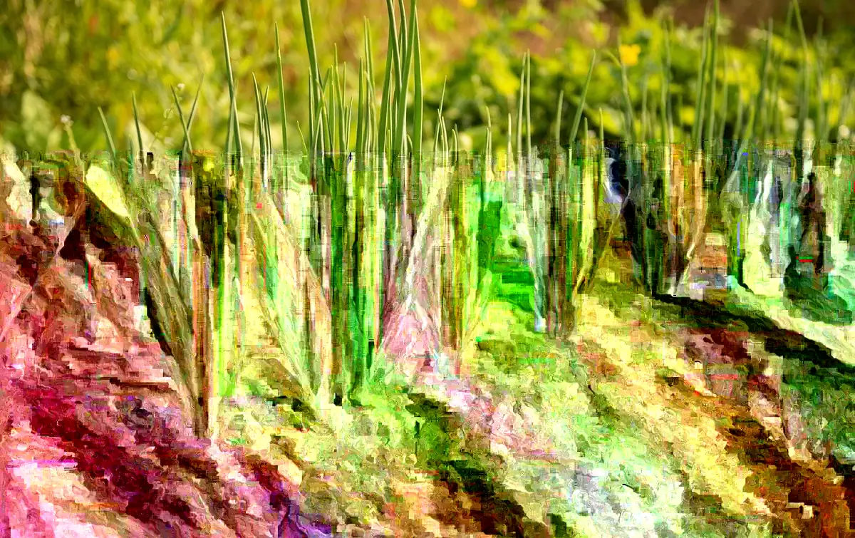 Organic White Lisbon Bunching Onion Seeds - Non-GMO Scallions, 300+ Seeds - Image 1