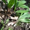 Organic Wild Ramps Bulbs - Allium tricoccum Bare Root Plants for Foraging - Image 1