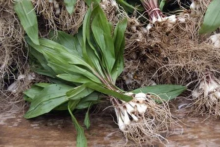 Organic Wild Ramps Bulbs - Allium tricoccum Bare Root Plants for Foraging - Image 2