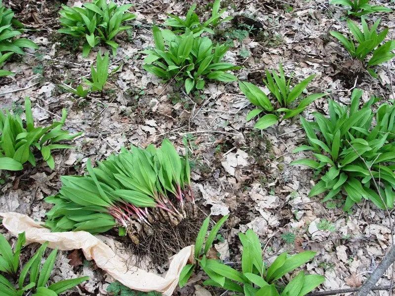 Organic Wild Ramps Bulbs - Allium tricoccum Bare Root Plants for Foraging - Image 3