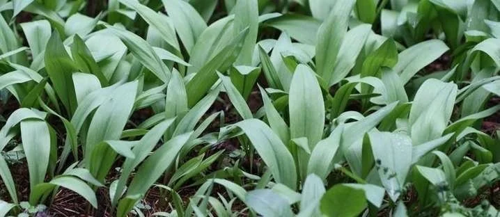 Organic Wild Ramps Bulbs - Allium tricoccum Bare Root Plants for Foraging - Image 6