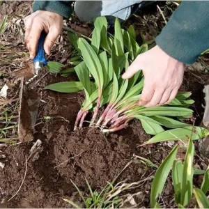 Organic Wild Ramps Bulbs - Allium tricoccum Bare Root Plants for Foraging - Image 8