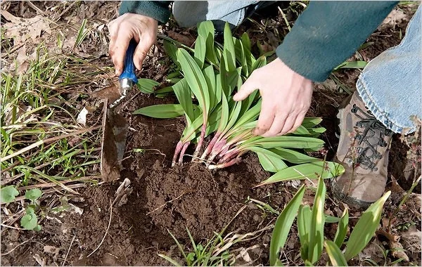 Organic Wild Ramps Bulbs - Allium tricoccum Bare Root Plants for Foraging - Image 8