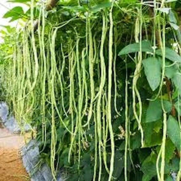Organic Yard Long Bean Seeds - Asparagus Asian Chinese Green Vegetable Seeds - Outdoor - Image 1