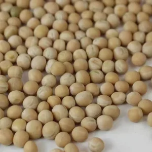 Organic Yellow Pea Sprouting Seeds - Non-GMO Heirloom Microgreens & Cover Crop - 5 lb Bulk - Image 2