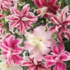 Oriental Lily Flower Bulbs - 3 Mix Double Flowers Pink & White - Perennial Outdoor - Image 1