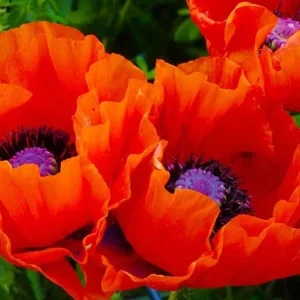 Oriental Poppy Seeds - 200+ Count Perennial Flower Seeds, Reddish Orange - Image 1